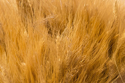 Full frame shot of wheat field