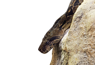 Close-up of a lizard on a tree