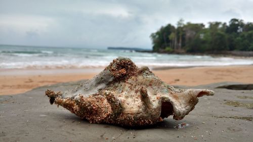 Close-up of crab on beach against sky