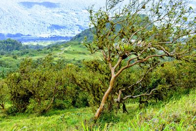 Tree in forest