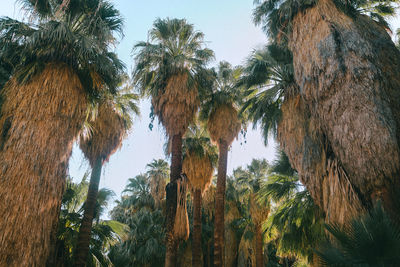 Low angle view of palm trees against clear sky