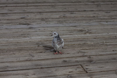 Close-up of bird perching on wood