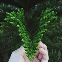 Close-up of cropped hand holding plant