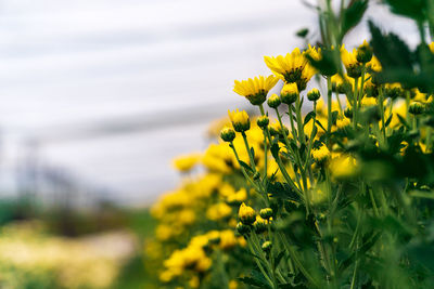 Close-up of yellow flowering plant