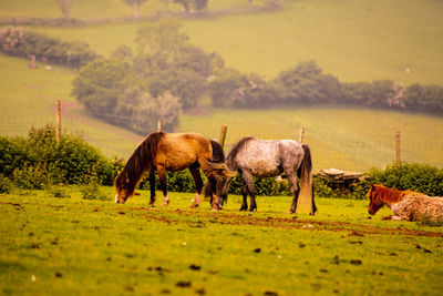 Horses grazing in a field