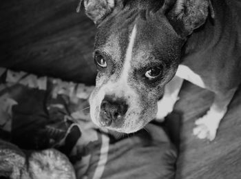 Close-up portrait of dog relaxing on floor