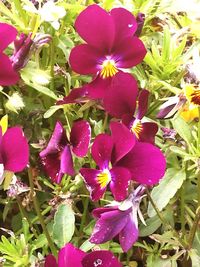 Close-up of pink flowers blooming outdoors