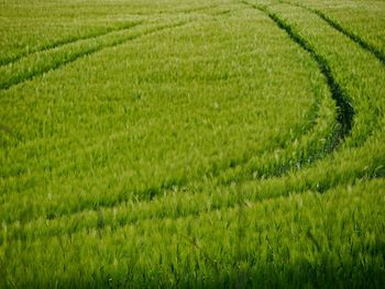 Scenic view of agricultural field