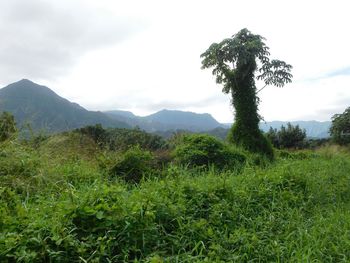 Scenic view of landscape