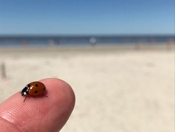 Close-up of ladybug on beach