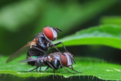 Close-up of fly on leaf