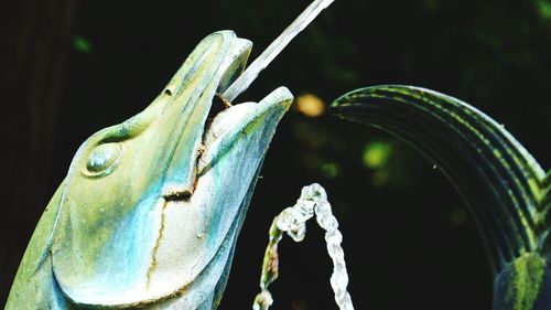 Close-up of lizard on plant