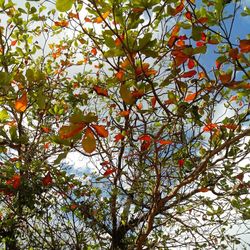 Low angle view of trees