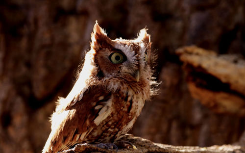 Close-up of a bird