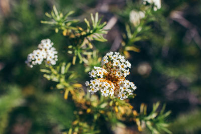 Close-up of flowers against blurred background