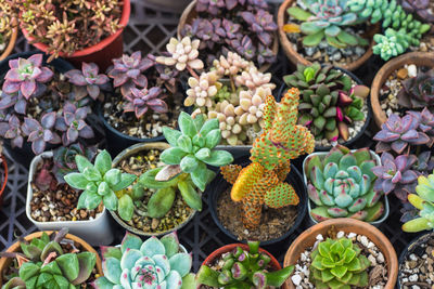 High angle view of potted plants for sale at market