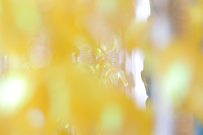 Close-up of yellow flowers