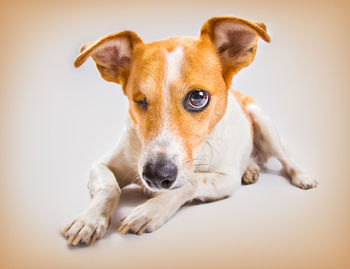 Close-up portrait of dog against white background