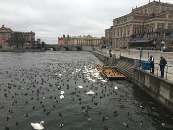 View of seagulls and buildings in city