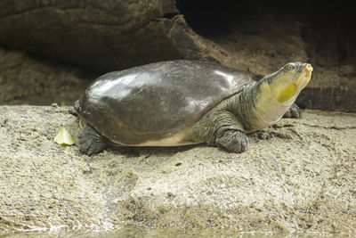 Close-up of turtle on rock