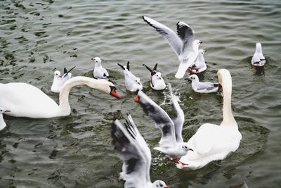 Seagulls and swans swimming in lake