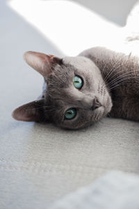 Close-up of cat lying on bed