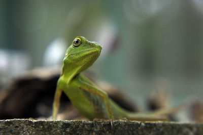 Close-up of a lizard