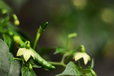 Close-up of plant