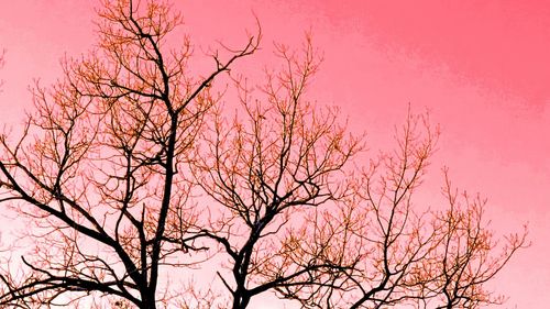 Low angle view of bare trees against sky at sunset