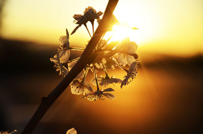 Close-up of flowering plant against sky during sunset