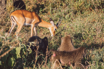 Baboons and deer on field