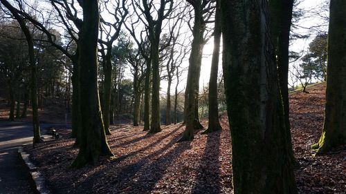 Trees in forest