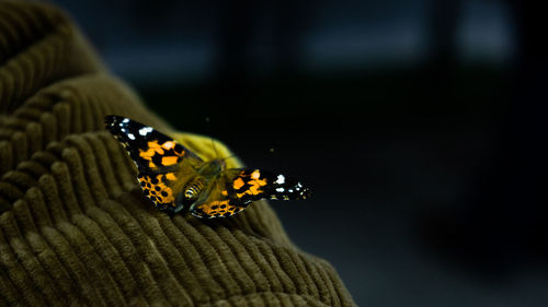 Close-up of butterfly on clothing 