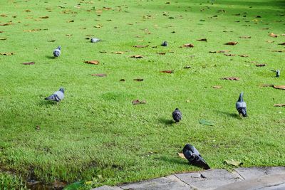 High angle view of pigeons on field