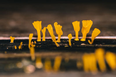 Group of fan shaped jelly fungus dacryopinax spathularia on wet and old brown rotten log.