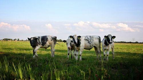 Cows standing in a field