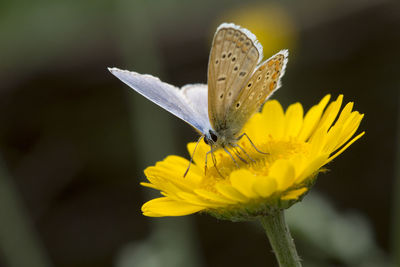 Close-up of butterfly pollinating on yellow flower