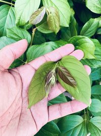 plant part