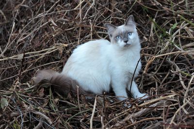 Close-up of cat on field