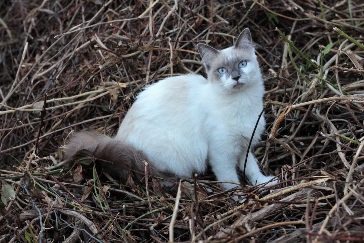 CAT ON FIELD