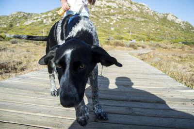 Close-up of black dog on beach against sky