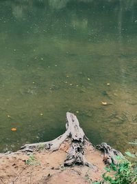 High angle view of driftwood on beach