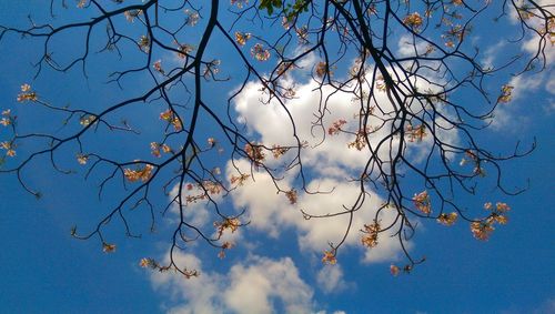 Low angle view of flowering tree against blue sky