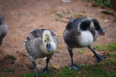 Close-up of birds on field canada geese 