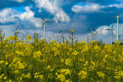 Scenic view of oilseed rape field against sky