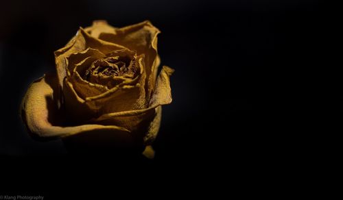 Close-up of lamp over black background