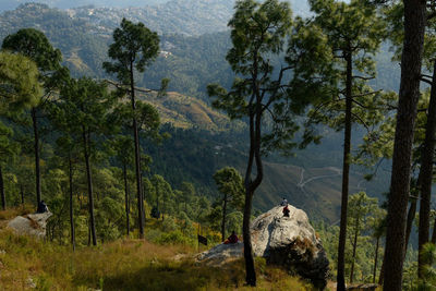 Trees in forest