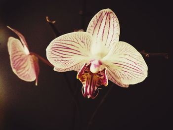 Close-up of flower blooming outdoors