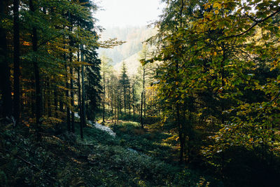 Trees in forest