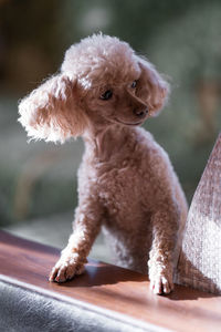 The poodle dog stands with its front paws on the back of the sofa and looks into the distance